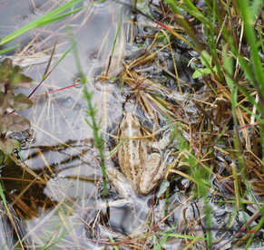 Der Binsenberg ist wieder nass. Das freut auch den Frosch. Foto: Seidlein