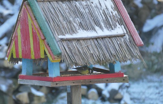 Vogelhausbeobachtung zur Stunde der Wintervögel auf der Insel Koos Foto: Michael Succow Stiftung