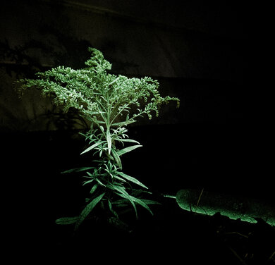 Juliane Tübke, Unter den Wiesen (200823), 2023, Fotografie, Maße variabel Juliane Tübke, Unter den Wiesen (200823), 2023, Fotografie, Maße variabel