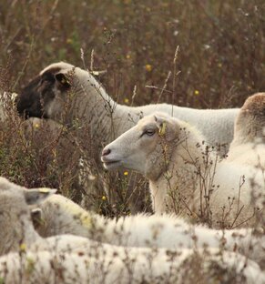 Schafe auf dem Naberberg in der Sernitzniederung Foto: F. Frucht/ Michael Succow Stiftung