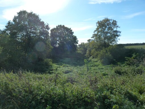 Das ‚Soll 1‘ im zugewachsenen Zustand vor Beginn der Maßnahmen © S. Volk / Michael Succow Stiftung