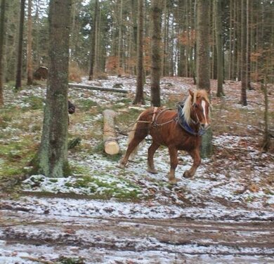 Rückepferdeinsatz im Wasdower Wald