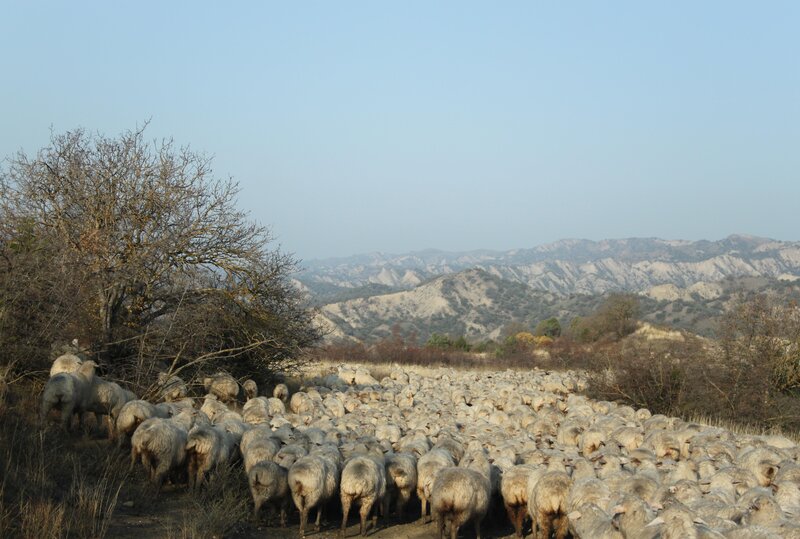 Sheeps Photo: S. Hirschelmann/ Michael Succow Foundation