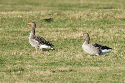 Graugans (c) Manfred Hamer