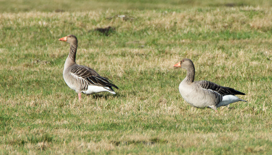 Graugans (c) Manfred Hamer