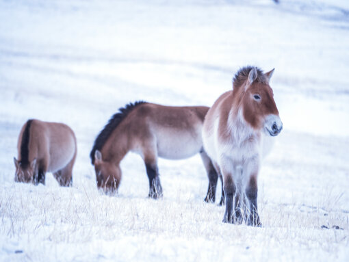 Przewalski-Pferde in der Mongolei (c) Oleg Kugaev