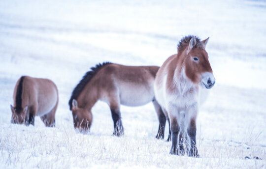 Przewalski-Pferde in der Mongolei (c) Oleg Kugaev