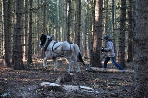 Pferderücken vom Hof Ulenkrug im Wasdower Wald. Foto: F. Coch/ Michael Succow Stiftung