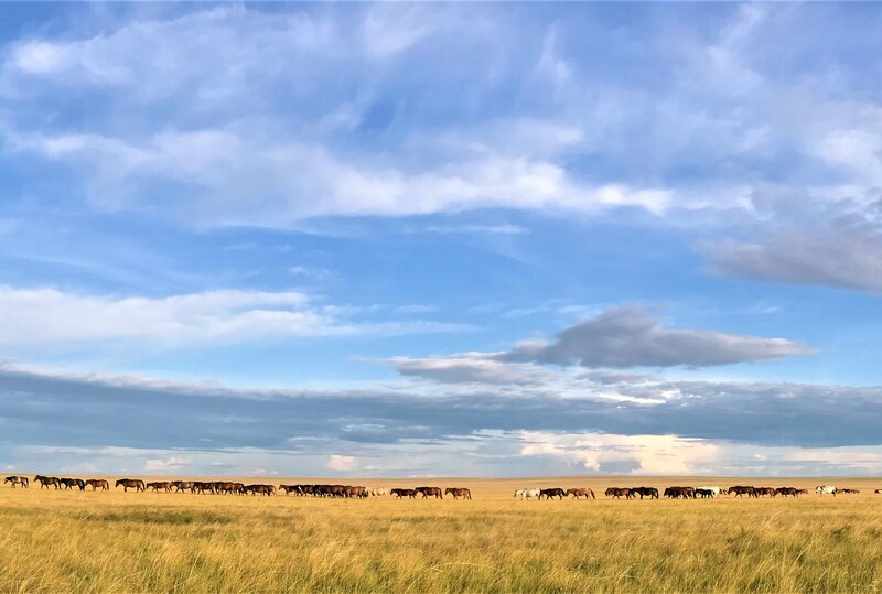 Pferde in der ostmongolischen Steppe (c) Nika Malazonia