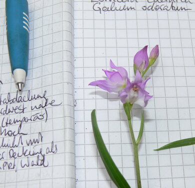 Symbolbild: Eine Blume auf einem Notizheft