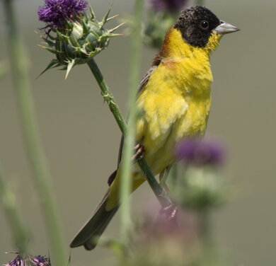 Eine Kappenammer (Emberiza melanocephala) sitzt auf einer Distel