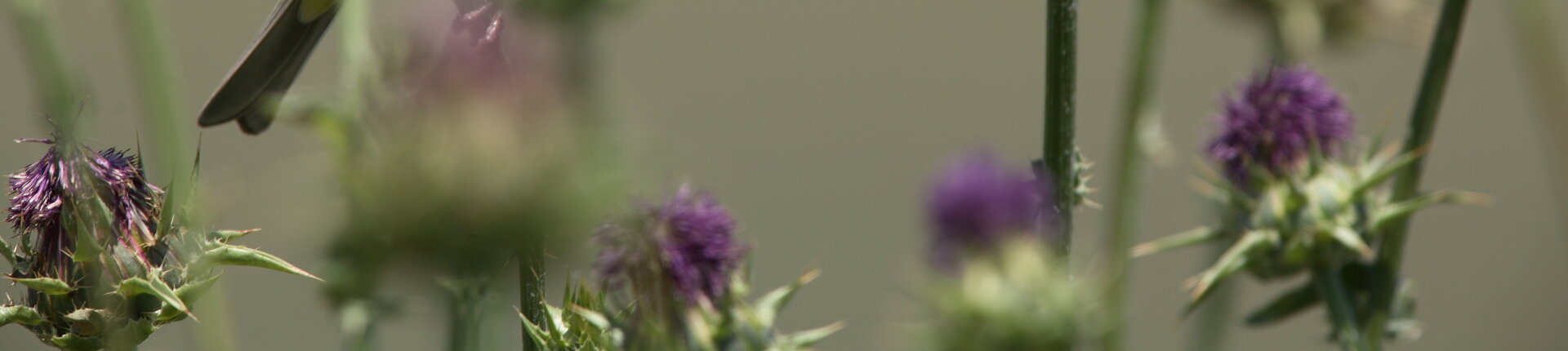 Eine Kappenammer (Emberiza melanocephala) sitzt auf einer Distel