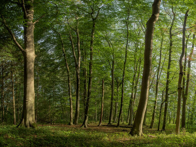 Wasdower Wald (Foto: Stefan Schwill)