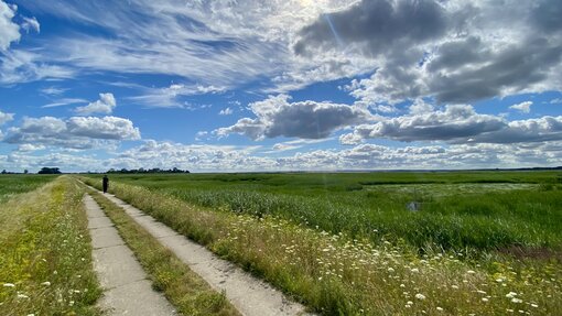 Schilfmahd in den Karrendorfer Wiesen im Sommer