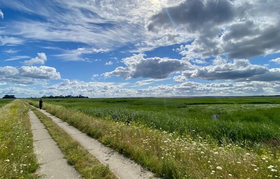 Sommer in den Karrendorfer Wiesen