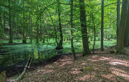 Waldmoor (Bild: Norbert Templin)