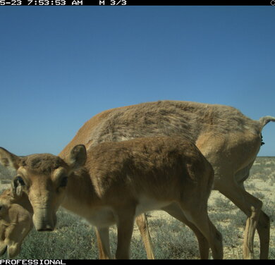 Saiga-Antilope mit Kalb