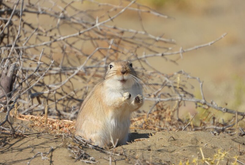 Die Große Rennmaus (Rhombomys opimus) — eine der häufigsten Nagetierarten in den Wüsten Zentralasiens. Sie hält zwar keinen Winterschlaf, legt aber bereits im Herbst Vorräte an. Foto: A. Atakhodjaev