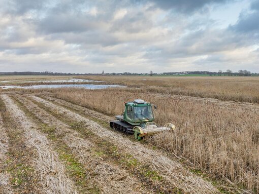 Rohrkolbenernte am Kummerower See (Foto: T. Dahms)