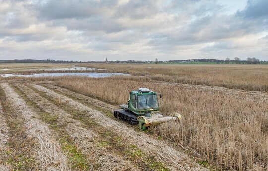 Rohrkolbenernte am Kummerower See (Foto: T. Dahms)