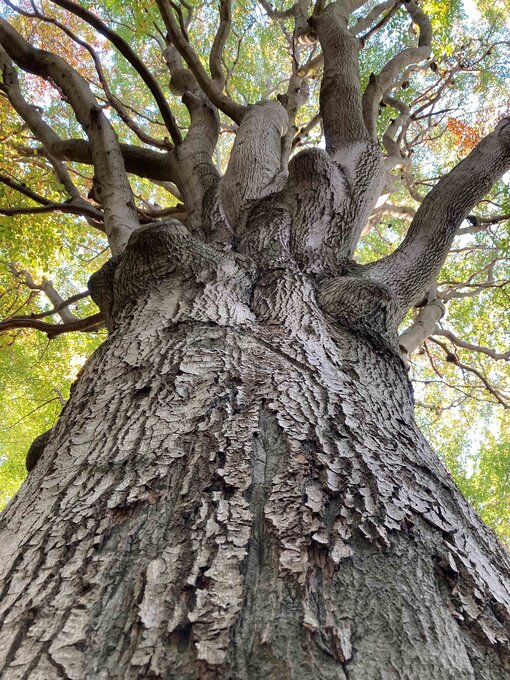 Die Buche (Fagus sylvatica) ist die vorherrschende Baumart im Naturschutzgebiet Goor. Einzelne Bäume können über 300 Jahre alt werden. © H. D. Knapp / Michael Succow Stiftung