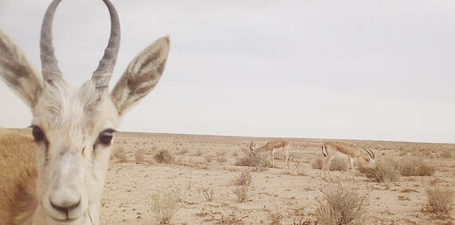 Eine neugierige Kropfgazelle inspiziert eine Kamerafalle im usbekischen Teil der Winterkalten Wüste. Foto: Nationalpark Ustyurt
