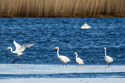 Silberreiher im kühlen Nass. Foto: Manfred Hamer 