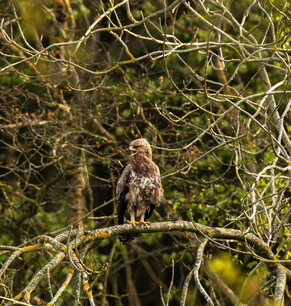 Schreiadler in Wasdow (c) Carsten Rohde