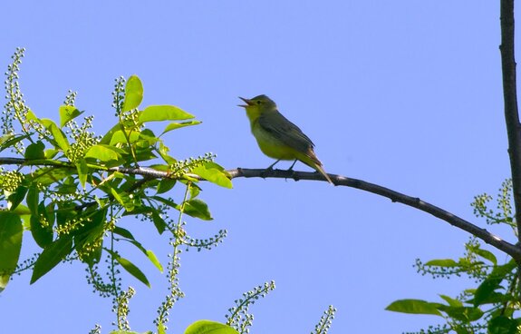 Frühling in den Karrendorfer Wiesen erleben
