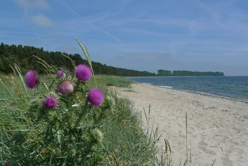 Der Palmer Ort lockt zur Sommerzeit aufgrund seiner Unberührtheit viele Besucher*innen an. Leider verhalten sich nicht alle so wie es sich in einem Naturschutzgebiet gehört. Foto: Michael Succow Stiftung