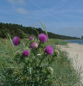 Der Palmer Ort lockt zur Sommerzeit aufgrund seiner Unberührtheit viele Besucher*innen an. Leider verhalten sich nicht alle so wie es sich in einem Naturschutzgebiet gehört. Foto: Michael Succow Stiftung