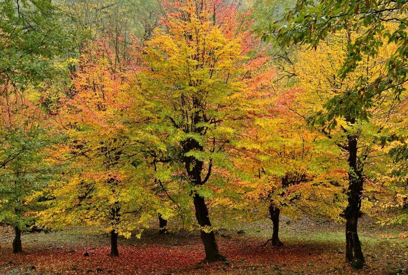 Colourful ironwood in autumn (Photo by Emil Khalilov)