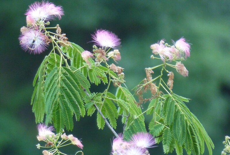 Albizia julibrissin - a relict species of subtropical Mimosaceae in the Hyrcanian forests (Photo by H. D. Knapp)