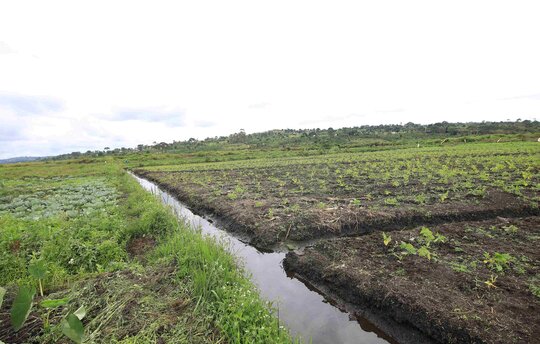 Entwässerung von Mooren für die landwirtschaftliche Nutzung in Nabajjuzi (Uganda). Foto: GIZ Uganda