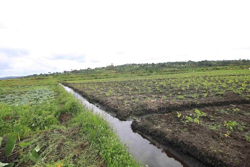 Peatland drainage for agriculture in Nabajjuzi, Uganda. Foto: GIZ Uganda 