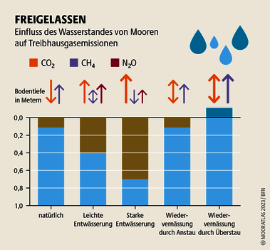 Ändert sich der Wasserstand durch Regen oder Verdunstung, quillt und schrumpft der Torf, sodass der Wasserstand fast immer an der Oberfläche steht. Quelle: Mooratlas Böll/BUND/Succow-Stiftung