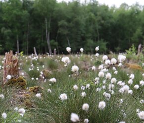 Zu trocken oder komplett trockengelegt ist der Großteil der Moore in Deutschland heute. Für Ihre Klimawirkung ist engagierter Schutz und ihre Wiedervernässung nötig. Foto: L. Schwarz/ Michael Succow Stiftung