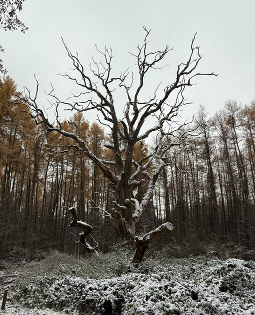 Totholz voller Leben: In der alten Hudeeiche im Naturschutzgebiet Goor auf der Insel Rügen sind Käfer, Vögel und holzzersetzende Pilze kräftig am Werk.