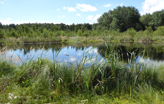 Das Mannhagener Moor ist eines der ältesten Naturschutzgebiete Mecklenburg-Vorpommerns. Es befindet sich seit 2011 im Stiftungseigentum der Succow Stiftung. Foto: Michael Succow Stiftung