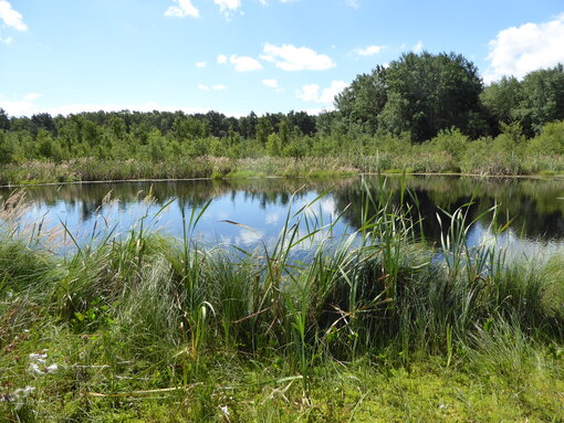 Das Mannhagener Moor ist eines der ältesten Naturschutzgebiete Mecklenburg-Vorpommerns. Es befindet sich seit 2011 im Stiftungseigentum der Succow Stiftung. Foto: Michael Succow Stiftung