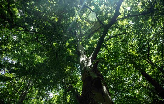Alter Buchenwald im Naturschutzgebiet Goor © Florian Melzer / PrimaKlima e. V.