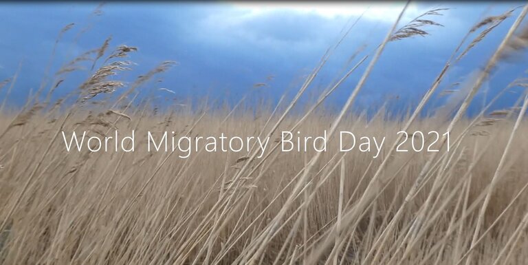 World Migratory Bird Day auf der Insel Koos