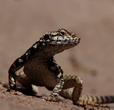 Mongolia Rock agama (Paralaudakia stoliczkana), Große Gobi. (c) Jens Wunderlich