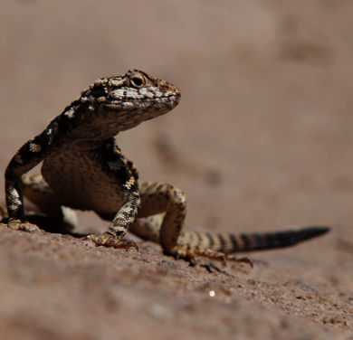 Mongolia Rock agama (Paralaudakia stoliczkana), Große Gobi. (c) Jens Wunderlich