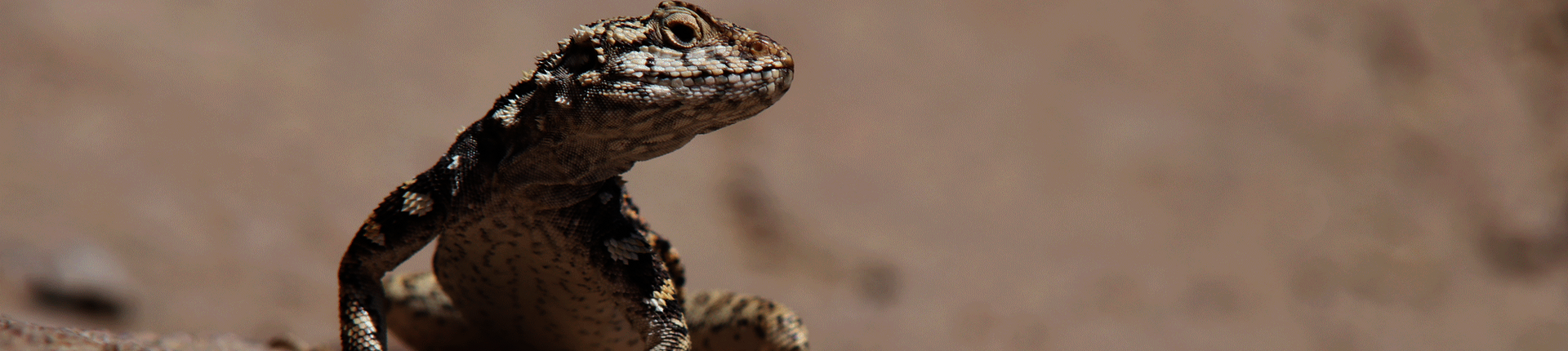 Mongolia Rock agama (Paralaudakia stoliczkana), Große Gobi. (c) Jens Wunderlich