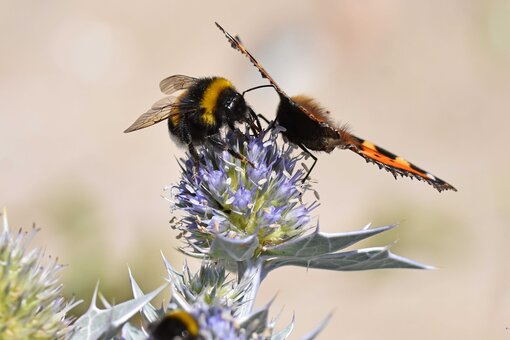 Hummel und Schmetterling laben sich am Nektar. Foto: Katrin Kunkel