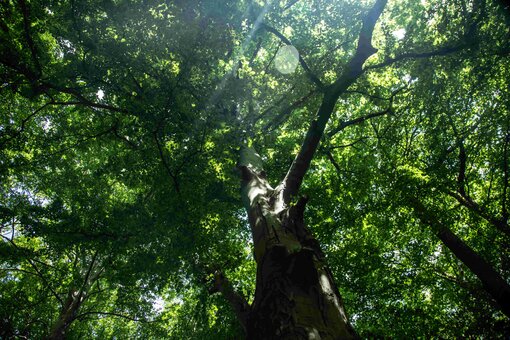 Die einst forstlich genutzten Laubwälder aus Buche und Hainbuche, Eiche und Vogelkirsche dürfen sich im Stiftungswald von Holznutzung befreit in eigener Dynamik zu Naturwald entwickeln. © F. Melzer