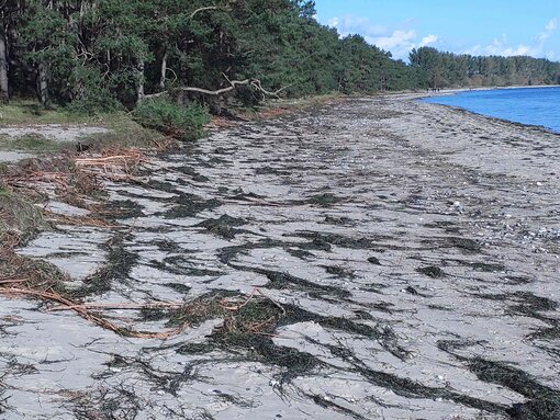 Küstenwall am Palmer Ort nach dem Sturm. Foto. D. Schacht/ Michael Succow Stiftung