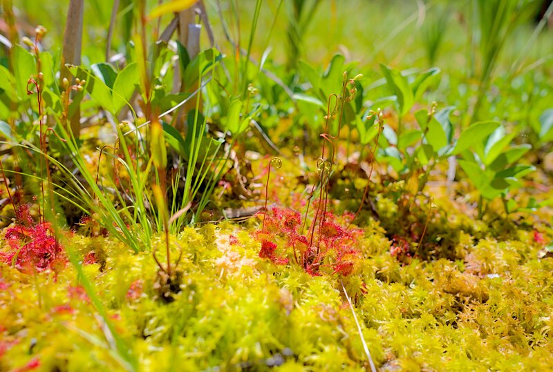 © Bulgarian Biodiversity Foundation (BBF)