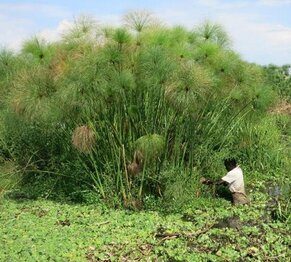 Papyrus - eine Paludikulturpflanze bietet wirtschaftliche Chancen in den vier Anrainern des Kagerabeckens Foto: S. Elshehawi